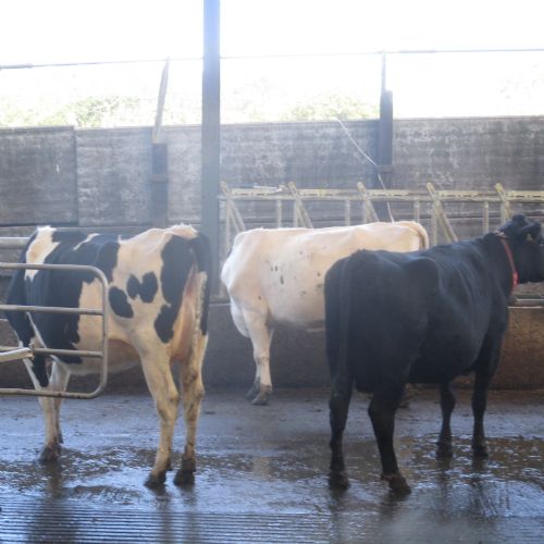 More photographs of our trip to the farm.